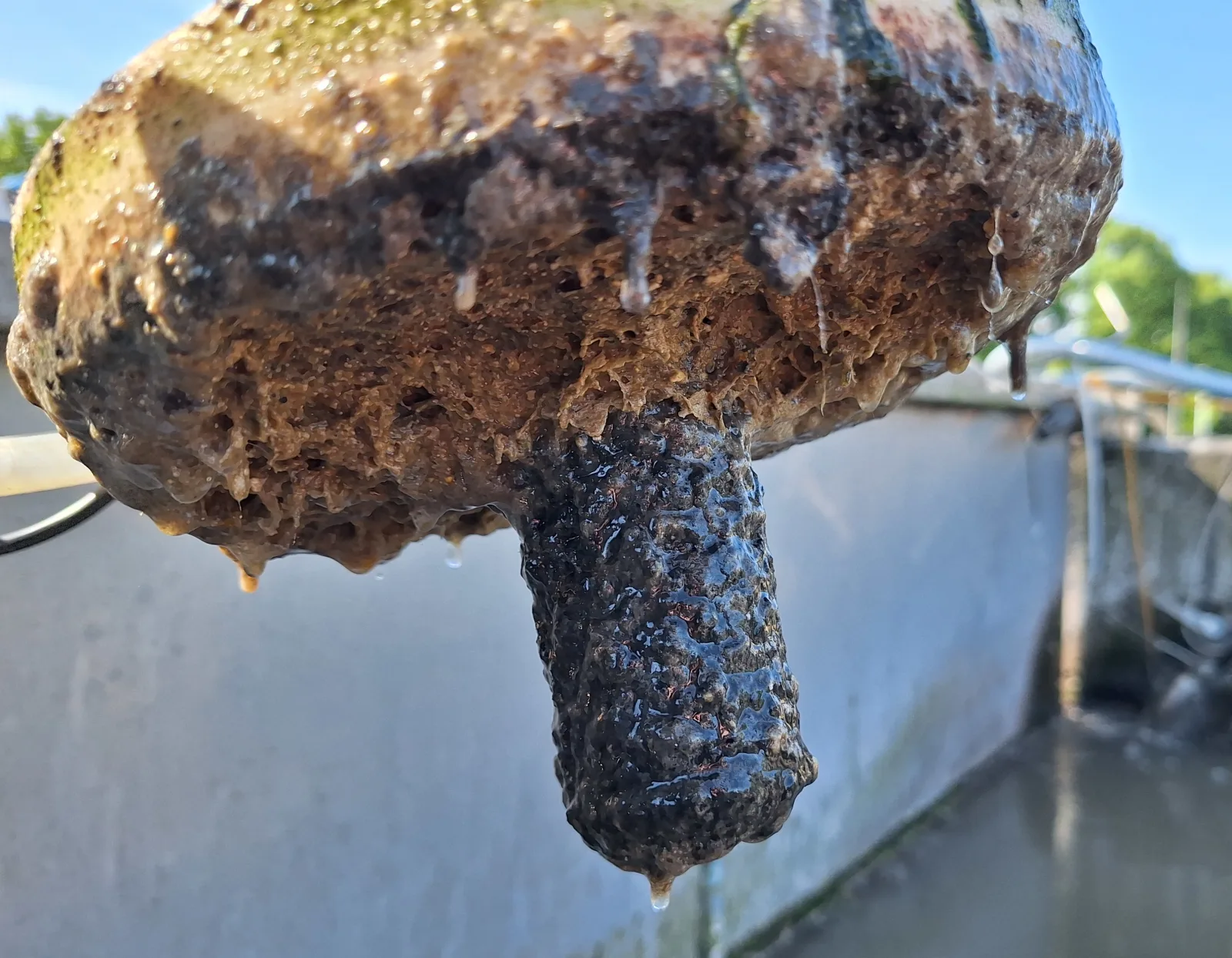 Biofilm auf der eVide® Sensoreinheit
